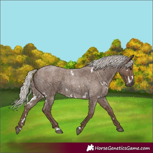 Horse Color:White Spotted Silver Blue Roan 
