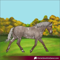 Horse Color:White Spotted Silver Blue Roan 