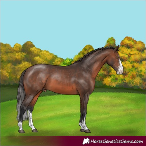 Horse Color:Brown Sabino Appaloosa 