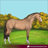 Horse Color:Bay Dun