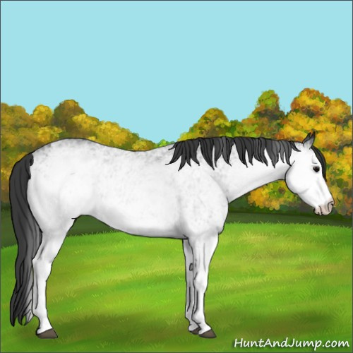 Horse Color:White Spotted Black 