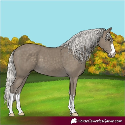 Horse Color:Silver Smoky Black 