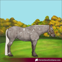 Horse Color:White Spotted Silver Blue Roan 