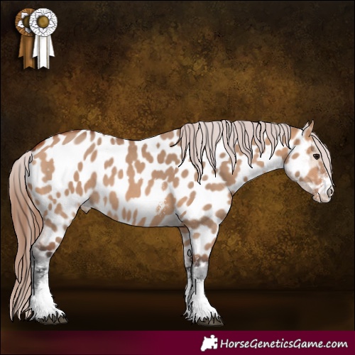 Horse Color:Bay Dun Sabino Appaloosa 