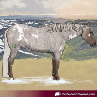Horse Color:White Spotted Silver Blue Roan 
