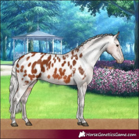 Horse Color:Silver Bay Appaloosa 