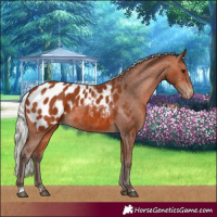 Horse Color:Silver Bay Appaloosa 