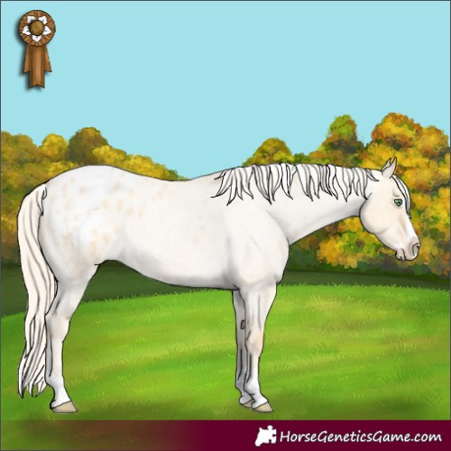 Horse Color:Gold Cream Champagne Roan Dun Splash Tobiano Blanket Rabicano 