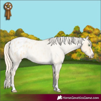 Horse Color:Gold Cream Champagne Roan Dun Splash Tobiano Blanket Rabicano 