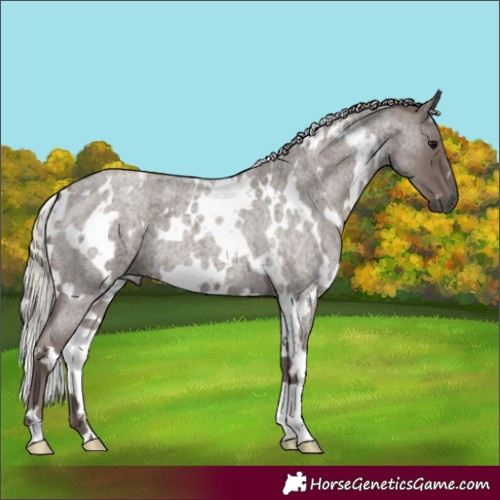 Horse Color:White Spotted Silver Blue Roan 