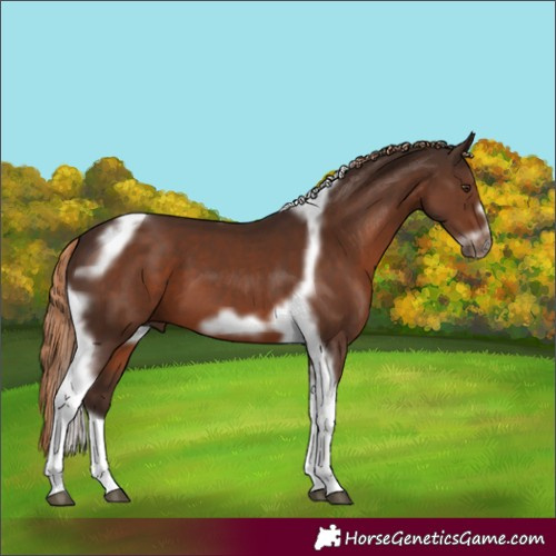 Horse Color:Liver Chestnut Tobiano Frame 
