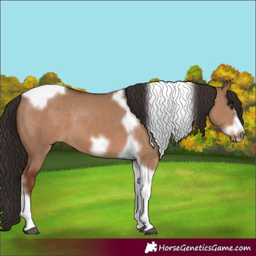 Horse Color:Liver Red Dun Tobiano Frame 