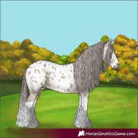 Horse Color:Gray Bay Dun Splash Near Leopard 
