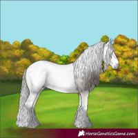 Horse Color:Gray Bay Dun Splash Appaloosa 