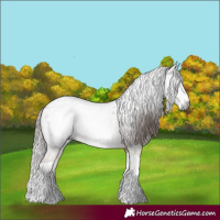 Horse Color:Gray Bay Dun Splash Appaloosa 
