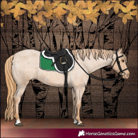 Horse Color:Red Roan Appaloosa 