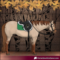 Horse Color:Red Dun Rabicano