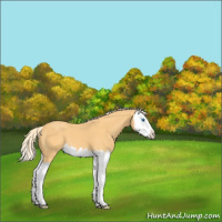 Horse Color:Palomino Splash
