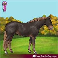 Horse Color:Liver Chestnut 