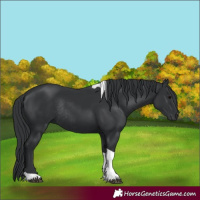 Horse Color:Black Tobiano Rabicano 