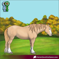 Horse Color:Gold Champagne Splash