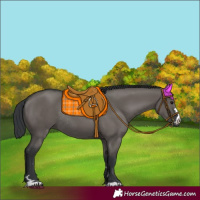 Horse Color:Grullo Rabicano 