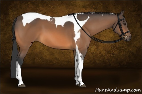 Horse Color:Buckskin Tobiano 