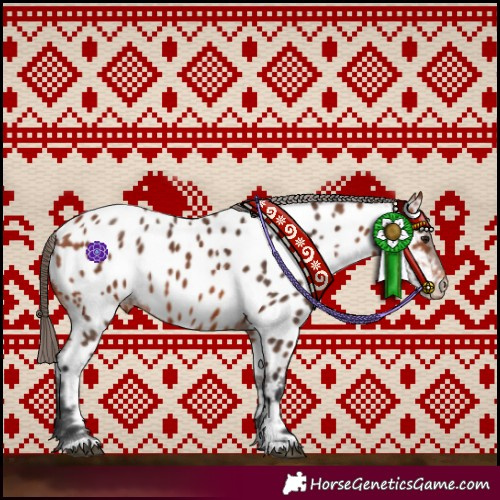 Horse Color:Bay Appaloosa 