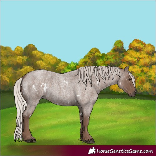 Horse Color:White Spotted Silver Blue Roan 