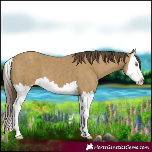 Horse Color:Classic Cream Champagne Splash 