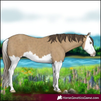 Horse Color:Classic Cream Champagne Splash