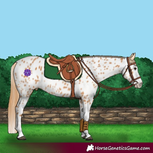 Horse Color:Chestnut Splash Near Leopard 