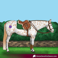 Horse Color:Chestnut Splash Appaloosa 