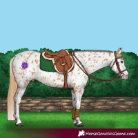 Horse Color:Chestnut Splash Near Leopard