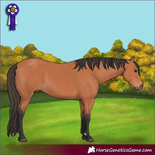 Horse Color:Bay 