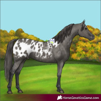Horse Color:Grullo Near Leopard