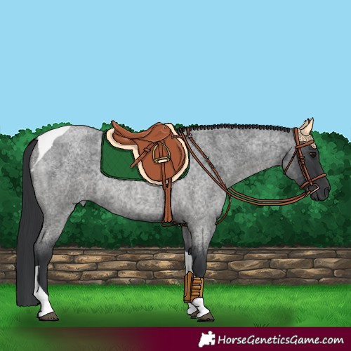 Horse Color:Blue Roan Tobiano Rabicano 