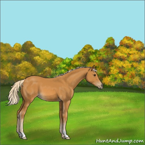 Horse Color:Unknown 