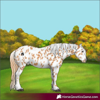 Horse Color:Chestnut Appaloosa