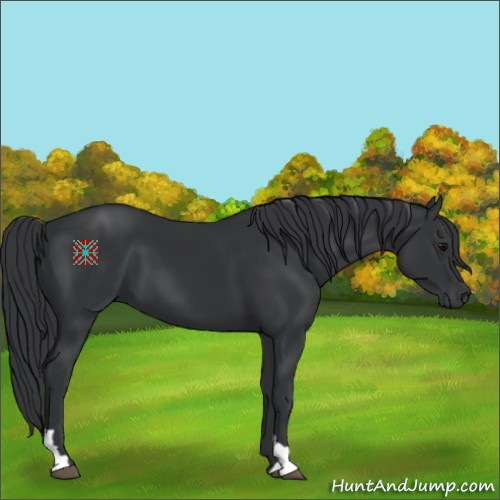 Horse Color:Black 