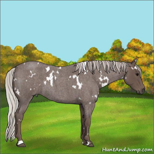 Horse Color:White Spotted Silver Blue Roan 