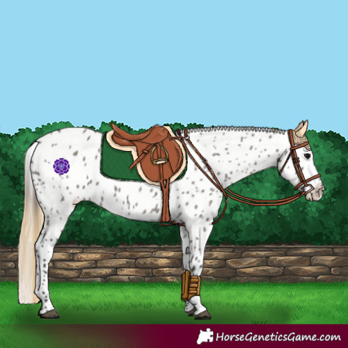 Horse Color:Smoky Grullo Appaloosa 
