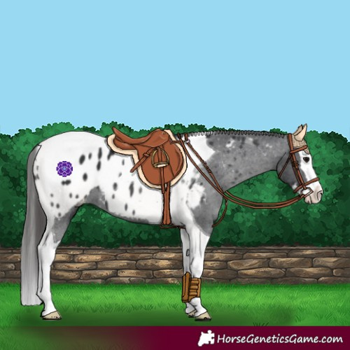 Horse Color:Black Splash Tobiano Appaloosa 