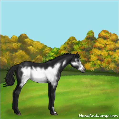 Horse Color:Gray Black Frame 