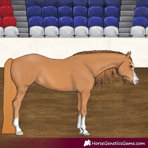 Horse Color:Chestnut 