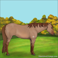 Horse Color:Red Dun 