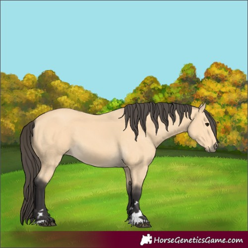 Horse Color:Buckskin