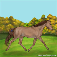 Horse Color:Red Dun 