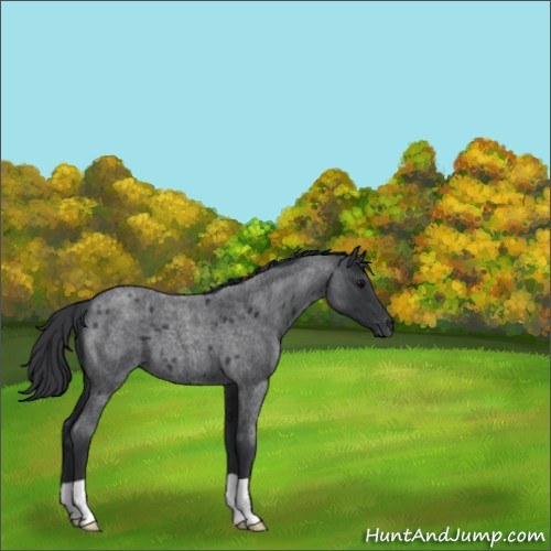 Horse Color:Blue Roan