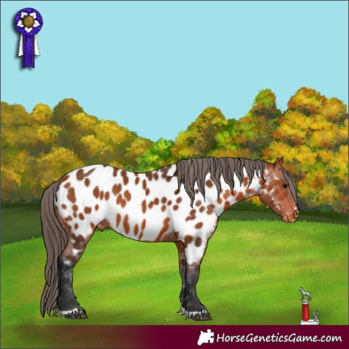 Horse Color:Bay Appaloosa 